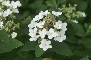 Decorative Plant Prints: Panicle hydrangea (Hydrangea paniculata)