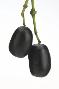 Indonesian Agriculture Prints: Java plum