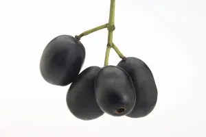 Indonesian Agriculture Prints: Java plum