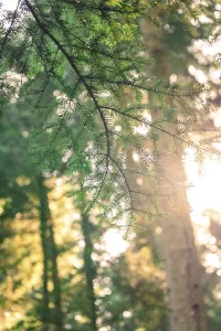 Light Beam Through Trees Prints: Fir branches stand out against the warm rays of sunlight breaking through the forest