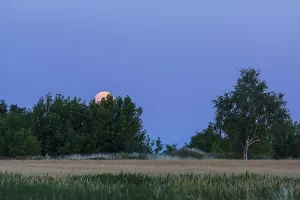 Full Moon Rising Prints: The full moon rises behind trees