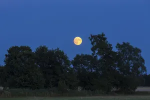 Full Moon Rising Prints: The full moon rises behind trees