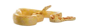 Wild Animal Photography Studio Prints: Albino python with yellow and orange patterns resting and looking up