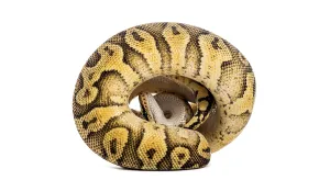 Python Regius Prints: Ball python, python regius, curled into a tight ball