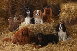 Blenheim Cavalier King Charles Spaniel Prints: Cavalier King Charles Spaniel, ruby