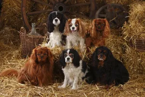 Purebred Hound Breeds Prints: Cavalier King Charles Spaniel, ruby