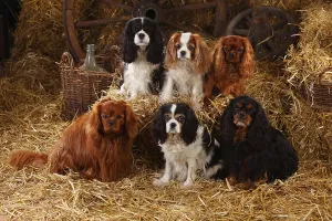 Friendly Family Pet Prints: Cavalier King Charles Spaniel, ruby