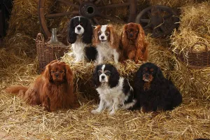 Blenheim Cavalier King Charles Spaniel Prints: Cavalier King Charles Spaniel, ruby