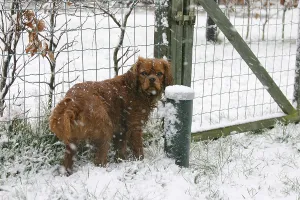 Cavalier King Charles Spaniel, ruby red, 8 months