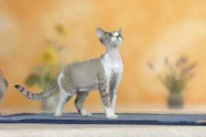 Devon Rex Cat Prints: Devon Rex Cat