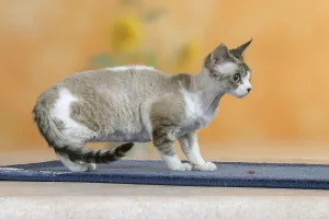 Short Hair Cat Breeds Prints: Devon Rex Cat, Devon Rex, sideways