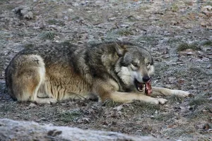 Wolf Attentive Behavior Prints: Devouring wolf