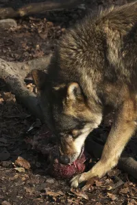 Animal Feed Behavior Prints: Devouring wolf