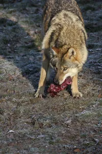 Wildlife Feeding Habits Prints: Devouring wolf