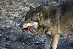 Animal Of Prey Behavior Prints: Devouring wolf