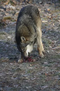Devouring Wolf Print by (imageBROKER)
