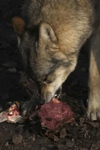 Animal Feed Behavior Prints: Devouring wolf