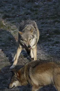 Wildlife Feeding Behavior Prints: Devouring wolves