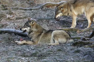 Animal Feed Behavior Prints: Devouring wolves