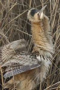 Eurasian Bittern Habitat Prints: Eurasian Bittern (Botaurus stellaris)