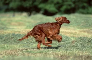 Irish Setter Prints: Irish Setter, Page