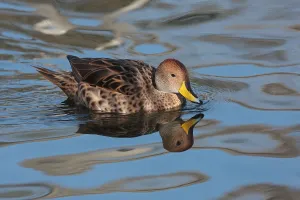 Argentina Birds Prints: Sharp-tailed Duck, Sharp-tailed Ducks