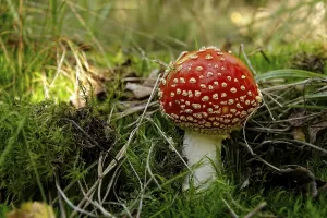 Edible Fungus Prints: Single standing toadstool