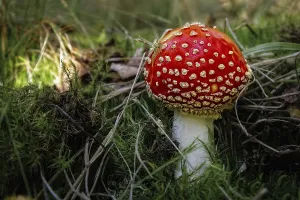Red Toadstool Prints: Toadstool