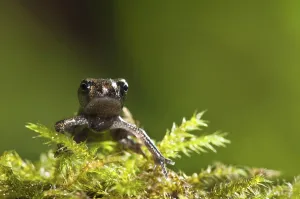 Kent England Tourism Prints: Common toad, common toads (Bufo bufo)