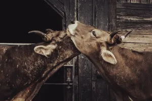 Southern German Livestock Farming Prints: Two cows show affection to each other in front of a rustic