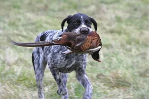 Pedigree Hound Dogs Prints: German Wirehaired Pointer, hound