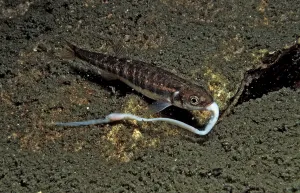 Freshwater Fish Nutrition Prints: Minnow eats worm, Phoxinus phoxinus
