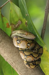 Green Background Nature Scene Prints: The child python curled on the branch of the mango tree
