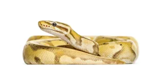 Wild Reptile Photography Prints: Firefly python, isolated on white