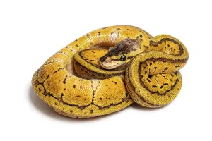 Royal Python Prints: Lemon blast ball python, python regius