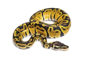 Python Regius Prints: Pastel ball python, Python Regius