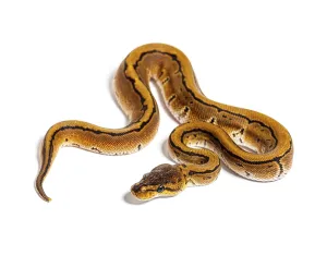 Wildlife Photography Snakes Prints: Pinstripe ball python, python regius