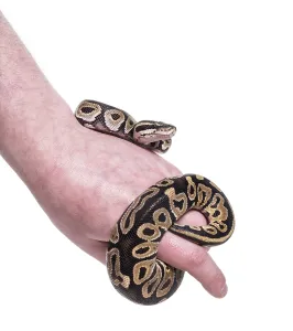 Prints of Python regius, against white background Royal Python Prints: Python regius Print, Against White Background
