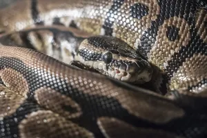 Royal Python Prints: Royal Python, or Ball Python (Python regius)