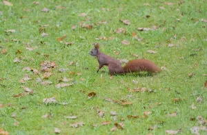 Bird Feeder Station Prints: Squirrel eats nuts Squirrel eats nuts