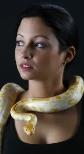 Prints of Woman with Indian Python (Python molurus), albino Indian Python Prints: Albino Woman with Indian Python Print