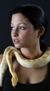 Prints of Woman with Indian Python (Python molurus), albino Indian Python Prints: Albino Woman with Indian Python Print