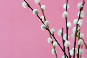 Rose Blossom Prints: Catkins