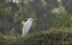 Wild Animal Asia Prints: A Cattle Egret (Bubulcus ibis)