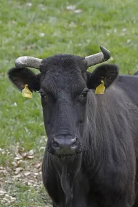 Agricultural Animals Prints: Cattle on a pasture