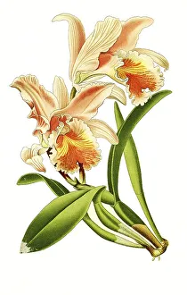 Orchid Flowers Prints: Cattleya mossiae, Moss Cattleys