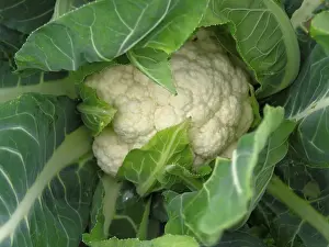 Grocery Store Vegetables Prints: Cauliflower