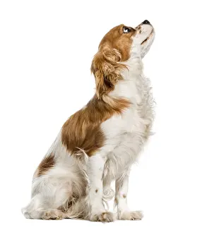 Pedigree Dog Studio Shot Prints: Cavalier King Charles Spaniel looking up