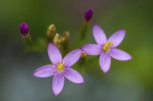 Nature Flora Photos Prints: Centaurium erythraea, common centaury