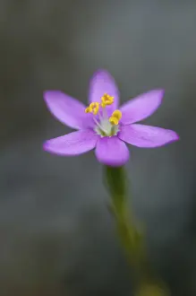 Nature Flora Images Prints: Centaurium erythraea, common centaury herb